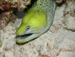 128 Undulated Moray IMG 2520